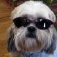 BlindDogWillie