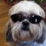 BlindDogWillie