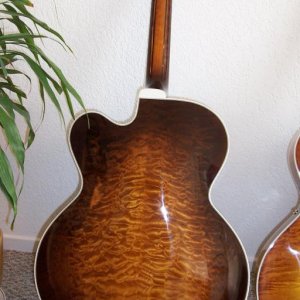 Golden Eagle - rear