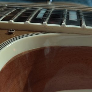 H157 Goldtop